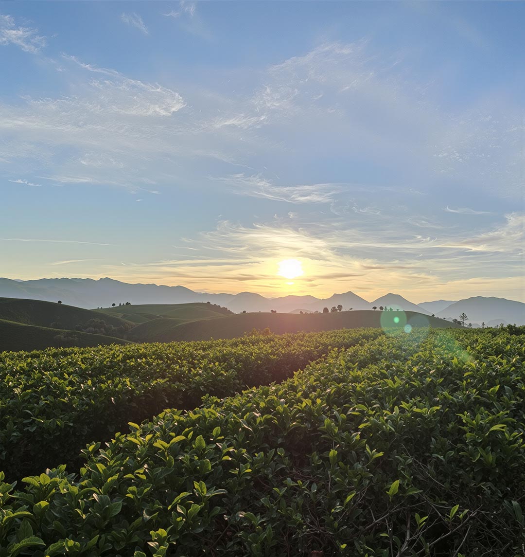 Kebun Teh